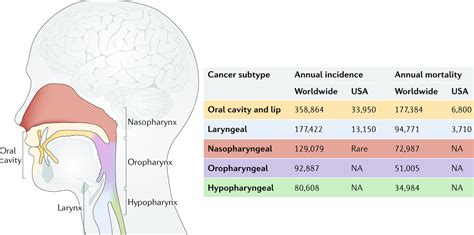 Types Of Head And Neck Cancer | My XXX Hot Girl