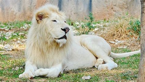 The White Lion population needs help | The Great Projects