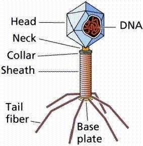 Structure of a Virus | Download Scientific Diagram