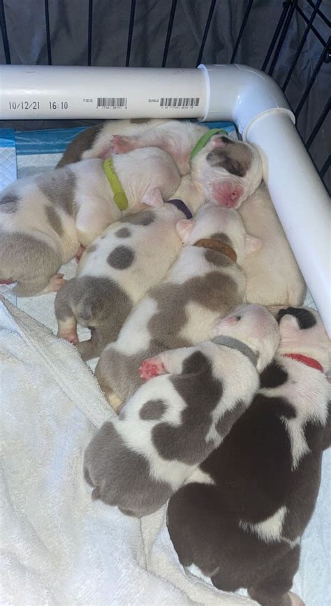 Big Red’s English Bulldog Kennel - Bulldog Puppies for Sale in Liberty, MO | AKC Marketplace