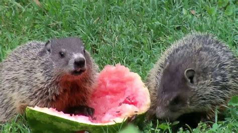 Groundhogs eating Watermelon | Groundhog, Happy groundhog day, Eating ...