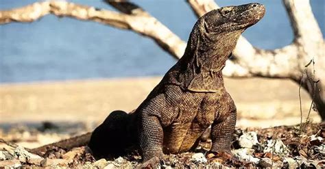 The magic of Komodo dragon blood