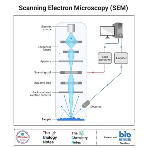 Schematic Of Scanning Electron Microscope