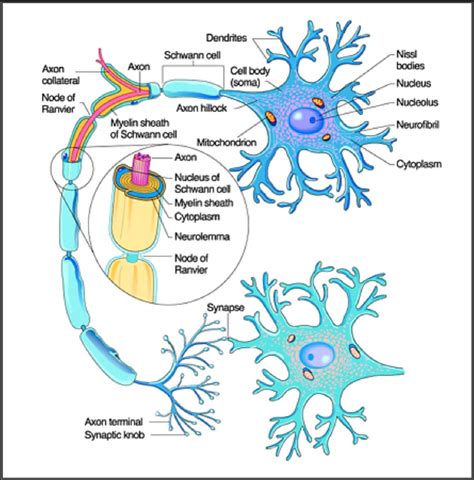 Figure 1 from NeuroTracker 2.0: Improved Software for Neural Imaging in Freely-Moving Animals ...