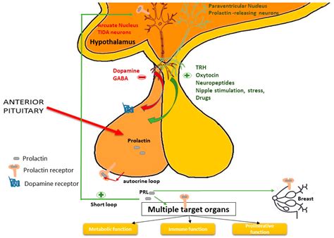 IJMS | Free Full-Text | Molecular Pathways in Prolactinomas ...