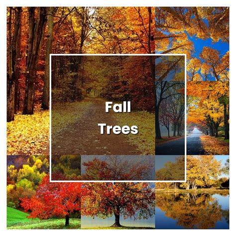 How to Grow Fall Trees - Plant Care & Tips | NorwichGardener