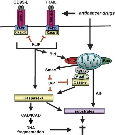 Apoptosis Pathway Phosphorylation Antibody Array - Creative Biolabs