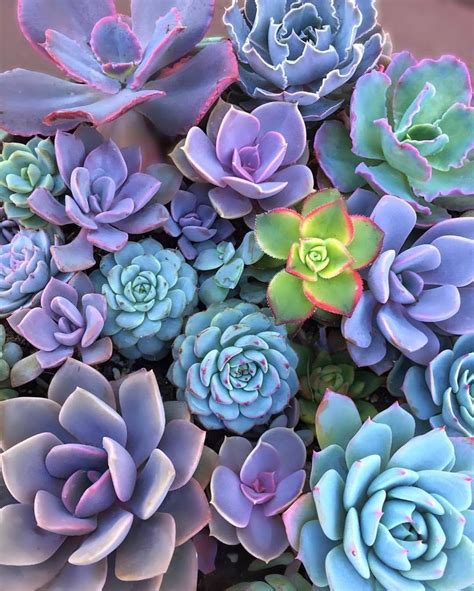 purple succulents in 2020 | Purple succulents, Succulents, Succulent ...