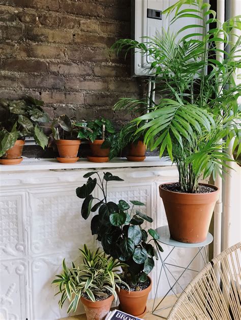 Caring for Indoor Plants in Low Light Conditions | Architectural Digest