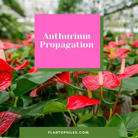 3 Best Methods For Anthurium Propagation