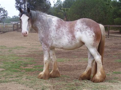 Horses, Clydesdale and Search on Pinterest