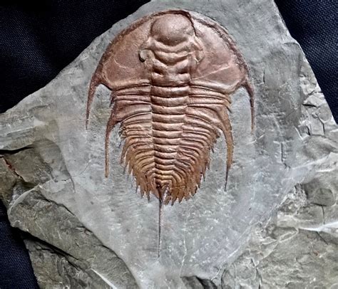 Trilobite Anatomy – Scienceandsf -A Blog Published by Robert A. Lawler