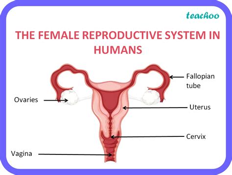 Human Female Reproductive System Parts And Functions