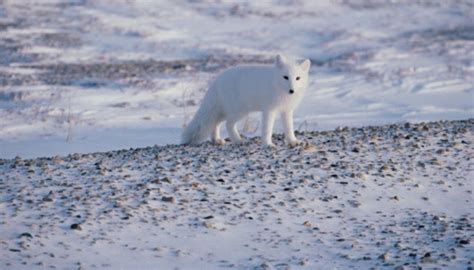 Abiotic Factors of the Alaskan Tundra | Sciencing