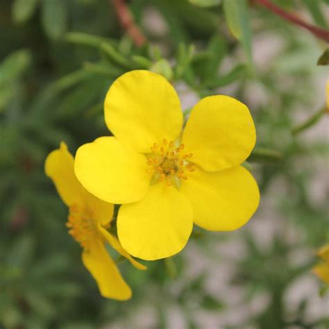 Potentilla 'Goldfinger' | Yellow Potentilla | Hedges Direct