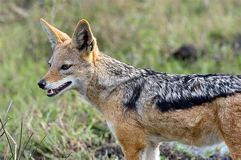 Black-backed Jackal | Animals Wiki | Fandom