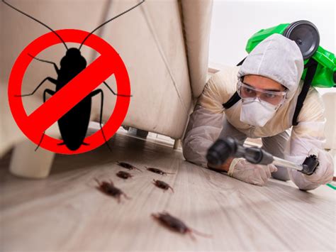 Pest Control Services Near Me: Shree Pest Control Services | Pest Control