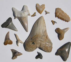 Exploring Fossilized Shark Teeth | Rock & Gem Magazine