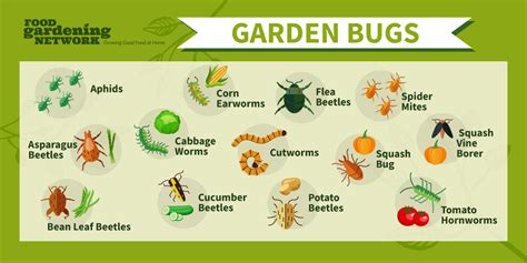 13 Deadly Vegetable Garden Pests - Food Gardening Network