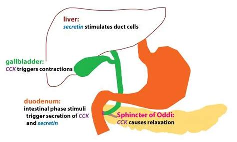 Pictures Of CholecystokininHealthiack