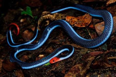 Blue Coral Snake Facts and Pictures | Reptile Fact