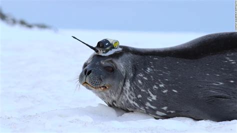 Antarctic seals are helping scientists learn more about melting ...