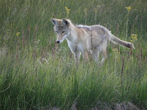 zoology - Wolf or Coyote? - Biology Stack Exchange