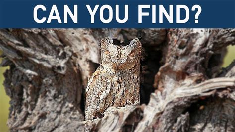 Can you find hidden animals in these 10 photos ? || hidden animals ...