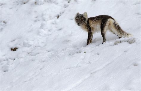 Arctic Fox in Snow: Wildlife and Landscape Art