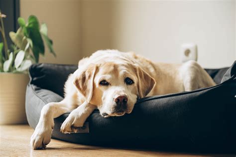 Tips for Caring for an Elderly Pet - Midlands Pet Care Pet Crematory and Cemetery