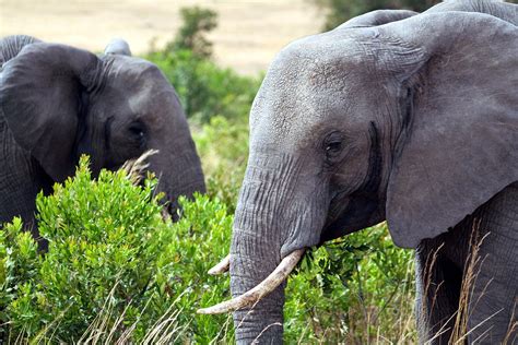 Best places to film Elephants in South Sudan - Videographers in Juba