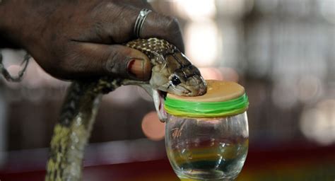 Cobra venom can help cure cancer - The Statesman