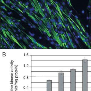 Co-expression of myoblast markers CD56 and desmin. Dual-fluorescent... | Download Scientific Diagram