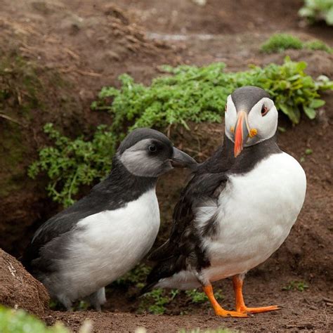 Puffling (baby puffin) emerging from the burrow | Puffin, Pet birds, Puffins bird