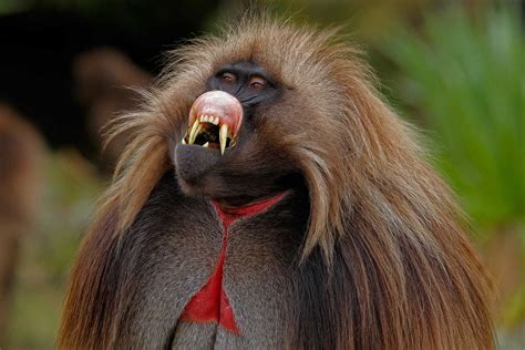 Gelada males have very long canine teeth which are bared primarily to ...