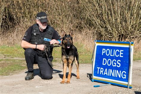 The Long Paw of the Law - Meet Dstl's Police Dogs - GOV.UK