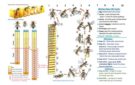 Beehive Inspection Checklist