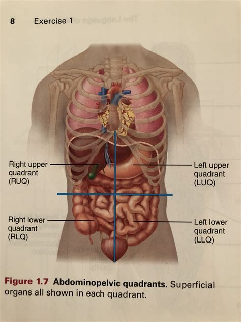 Anatomy Four Quadrants Of The Body Abdominopelvic Regions And | Images and Photos finder