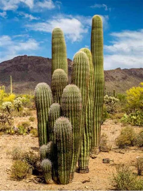 50 Fascinating Desert Plants with Stunning Images and Fun Facts ...