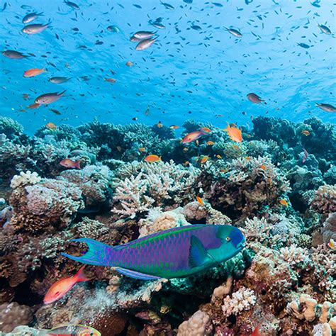 Research shows parrotfish are critical to coral reef island building