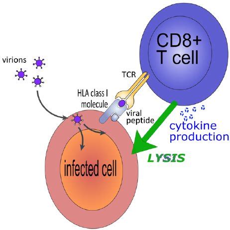 CD8 + T cells recognise virally infected cells via their T cell... | Download Scientific Diagram