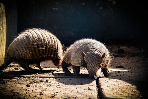 Giant Armadillo: Is This Species Endangered?