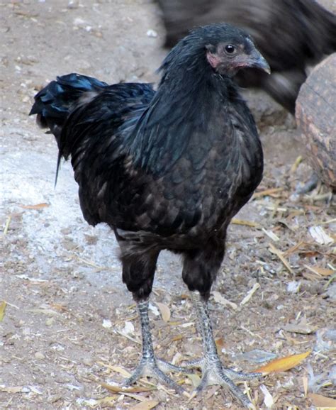 So excited Khaki/ Platinum sumatra! | BackYard Chickens - Learn How to ...