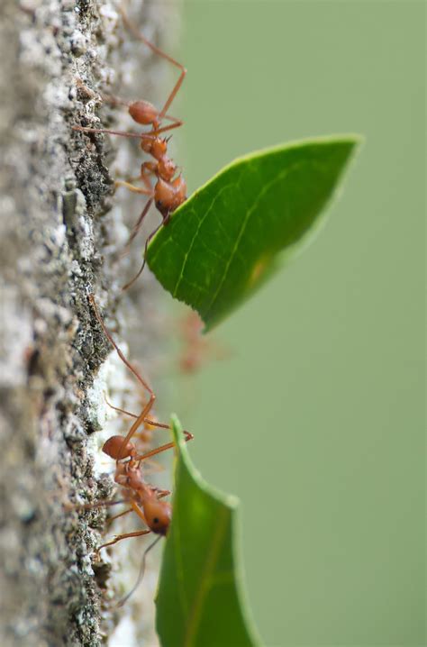 Zompopo (Atta cephalotes) - Picture Insect