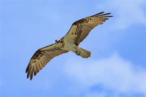 Osprey Seahawk Unique Raptor Bird Of Prey Avian Flying In Michigan During Spring Fishing Hawk ...