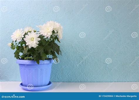 Potted Plant with White Flowers on a White Table Stock Photo - Image of gardening, white: 173429004