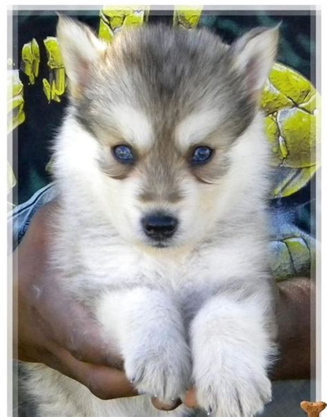 siberian husky wolf mix puppies for sale | Zoe Fans Blog | Wolf dog puppy, Wolf dog, Cute dogs