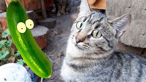 Cats Are Scared of Cucumbers? Funny Cat Videos - YouTube