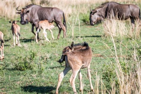 Blue Wildebeest Calves Standing in the Grass Stock Image - Image of mammal, migration: 143121185