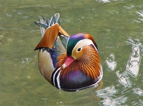 Duck as a pet | Cute endangered animals, Mandarin duck, Most beautiful animals